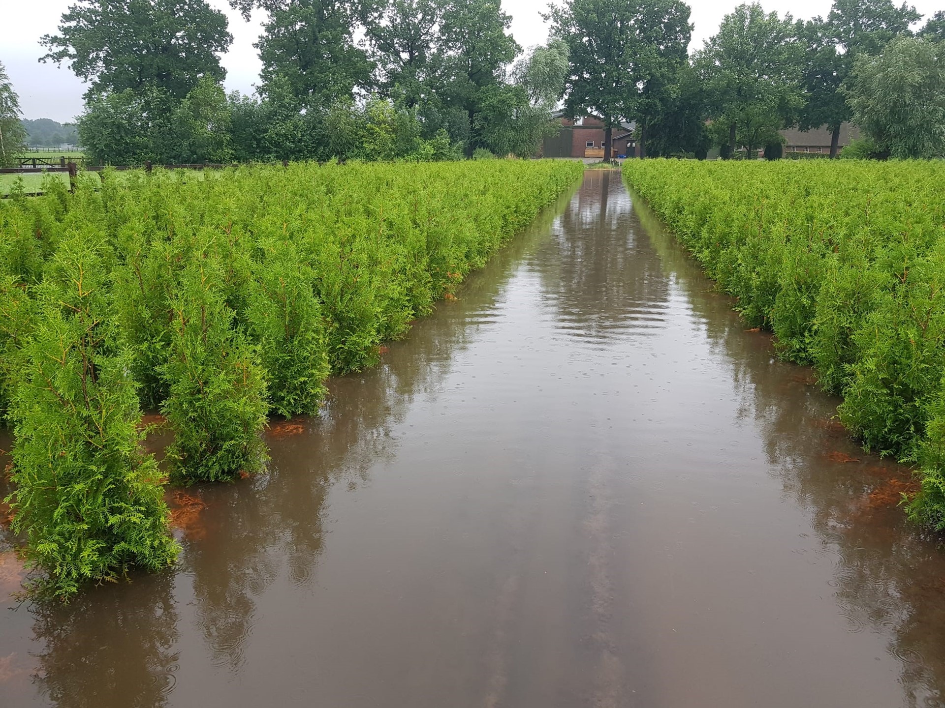 wateroverlast juli 2021 boomkwekerij Van Overbeek Haaren